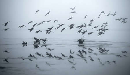 Ducks flying above a frozen lake and reflecting in itの写真素材