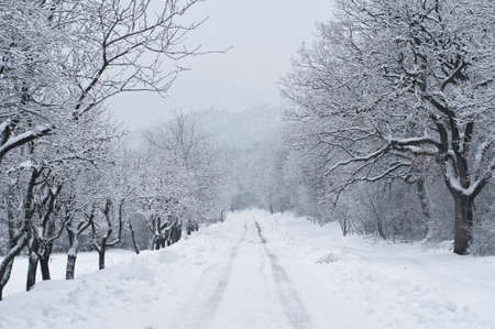 Small road surrounded by trees covered by snow at winterの写真素材