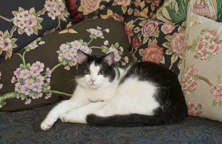 Beautiful black and white cat sitting front of handcrafted cushionsの写真素材