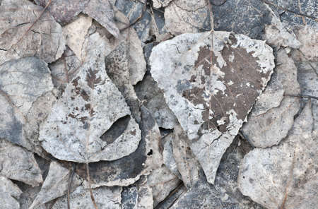 Colorful autumn leaves on the ground at winterの写真素材