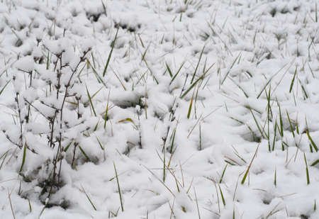 Snow covered field with dry weedsの写真素材