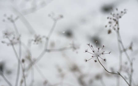 Snow covered field with dry weedsの写真素材