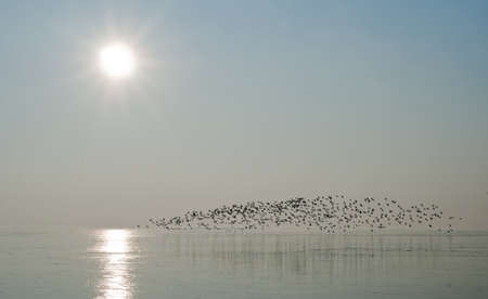 Flock of wild ducks fly above lakeの写真素材