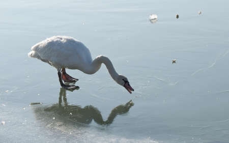 Swan on a frozen lakeの写真素材