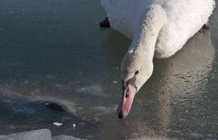 Swan on a frozen lakeの写真素材