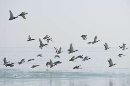 Ducks flying above a frozen lake and reflecting in itの写真素材