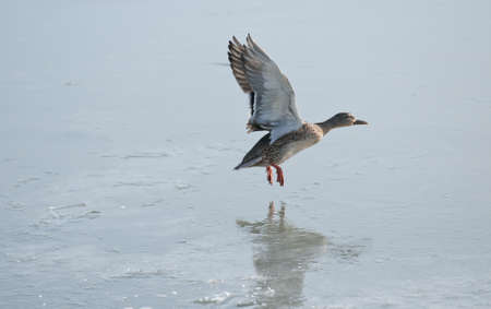 Flying wild duck reflecting in lake surfaceの写真素材
