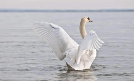 White swan swims on a lakeの写真素材