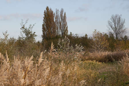 Autumn landscape with vegetationの写真素材
