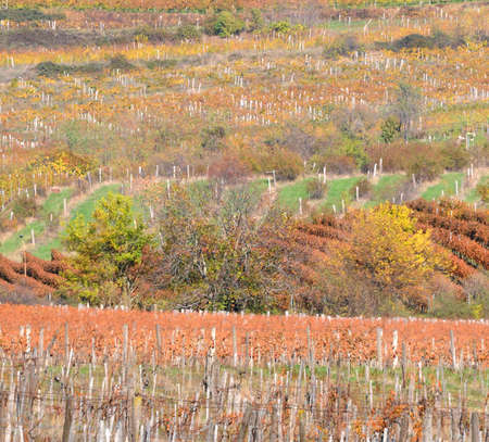 Autumn landscape of an agricultural areaの写真素材