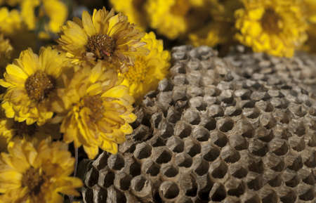 Honey comb with flowersの写真素材