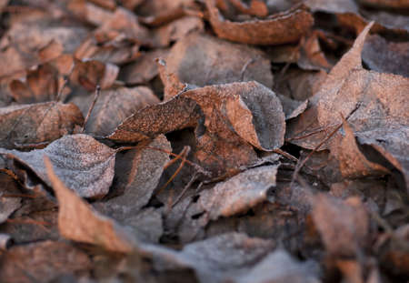 Frozen ice crystal covered autumn leaves on the ground at winterの写真素材