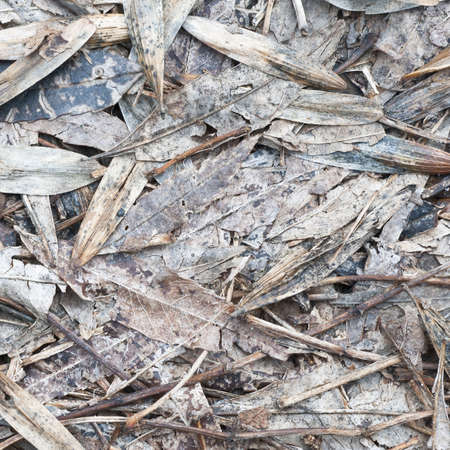 Beautiful surfaces of dead leavesの写真素材