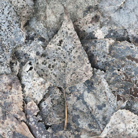 Beautiful surfaces of dead leaves