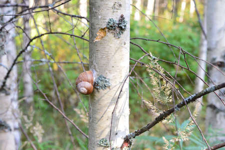 Fragment of birch in the autumn forest and snails on the tree.