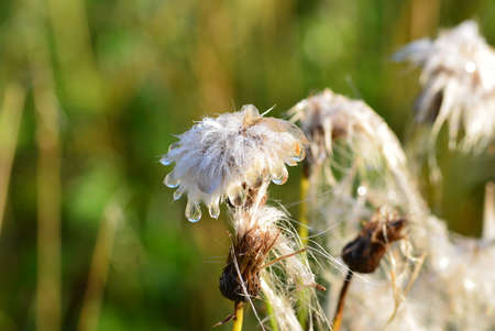 A fragment of a faded plant in fluff, covered with dew and hanging large drops of dew on a green...