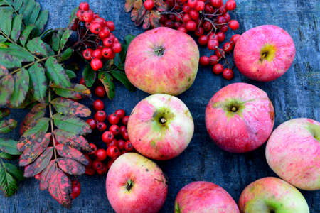 Autumn red apples and mountain ash lie on a rough blue table.の写真素材