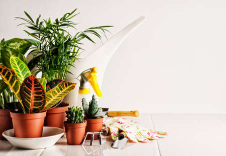 Gardening tools and houseplantsの写真素材