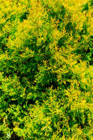 Textured crown of the plant thujaの写真素材