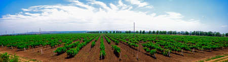 Vineyards stretched to the horizonの写真素材