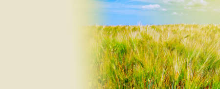 Cereal crops in the field, sunny dayの写真素材