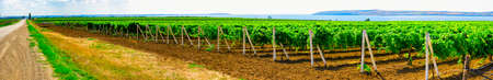 Grape plantations from the Taman Peninsulaの写真素材