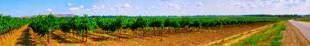 Vineyards from the regions of southern Russiaの写真素材