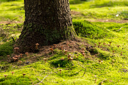 Small mushrooms growing around tree trunk with ground covered in moss