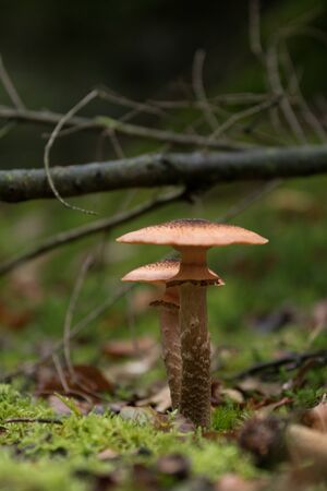 A pair of mushrooms growing in line. Branch in background adds a sense of depth