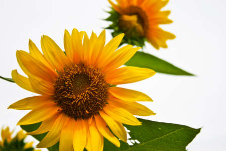 Beautiful sunflower petals closeup on white backgroundの写真素材