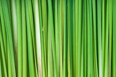 Green wall of papyrus background