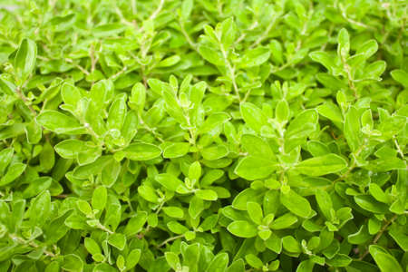 Spring in the garden , may be used as background