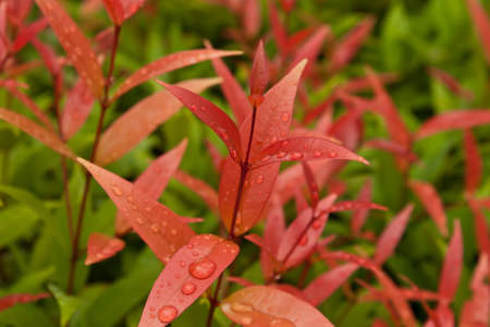 Spring in the garden , may be used as background