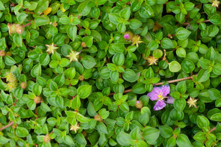 backgroundの写真素材