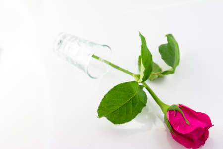 Closeup of pink rose の写真素材