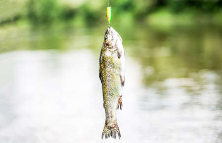 Fishing. Close-up shut of a fish hook. Fisherman and trouts. Spinning fishing trout in lakes. Brook...