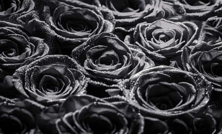 Collage of red roses. Bouquet of fresh roses, flower bright background. A close up macro shot of a red rose. Flower shop. Black and whiteの写真素材