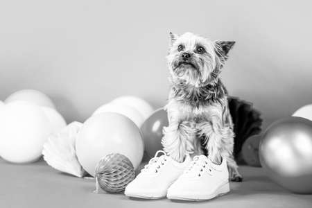 Dog shoes. Yorkshire Terrier in shoe. Cute dog wearing clothes and shoesの写真素材
