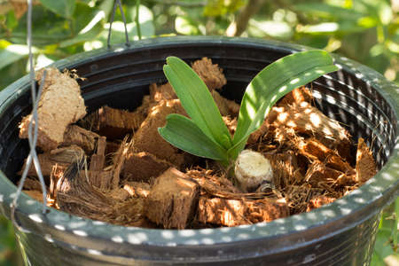White Orchid Sapling Surrounded by Coconut Spathe  in Black Plastic Hanging potの写真素材