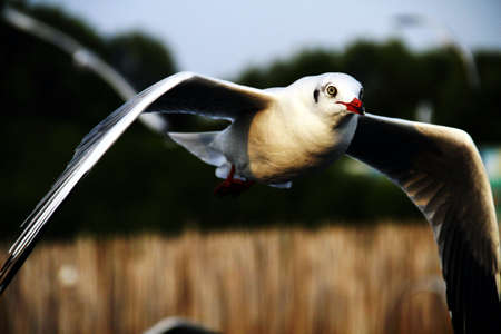 Migratory birds at Bang Pu Thailandの写真素材