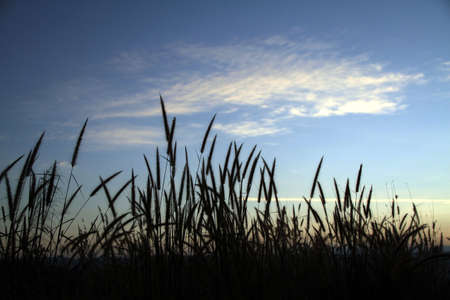 Pampas Grass & Blue Skyの写真素材