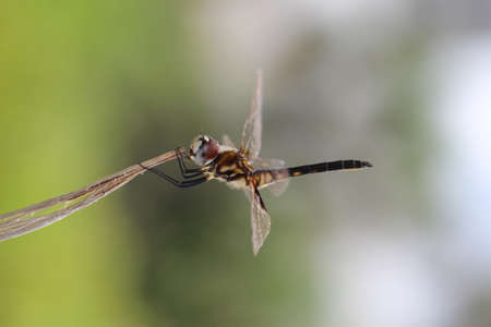 Yellow dragonflyの写真素材
