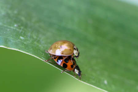 ladybug during matingの写真素材