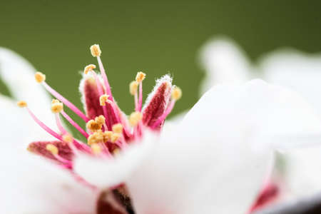 Almond Blossomの写真素材