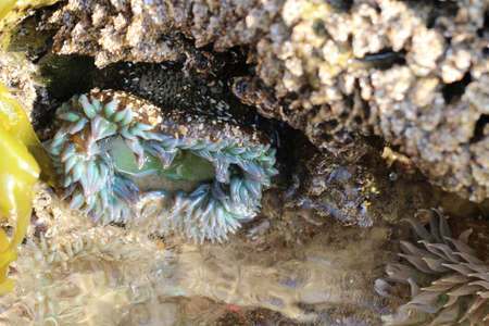 sea anemoneの写真素材
