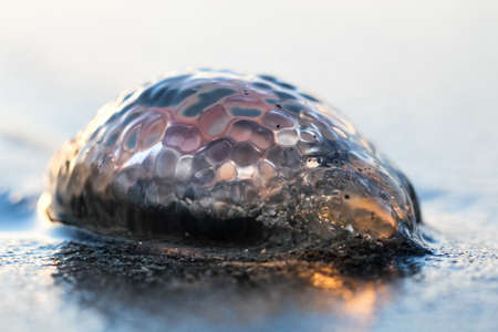 Jellyfishの写真素材
