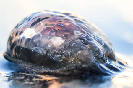 Jellyfishの写真素材