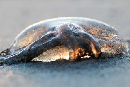 Jellyfishの写真素材