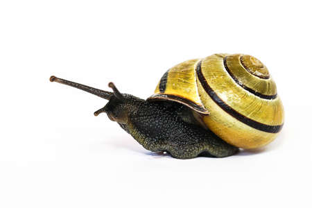 snailの写真素材