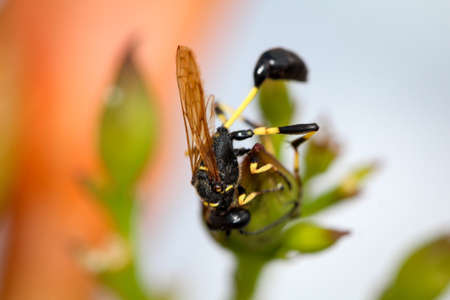 Hornet in a plant, nature, close-up, Europeの写真素材